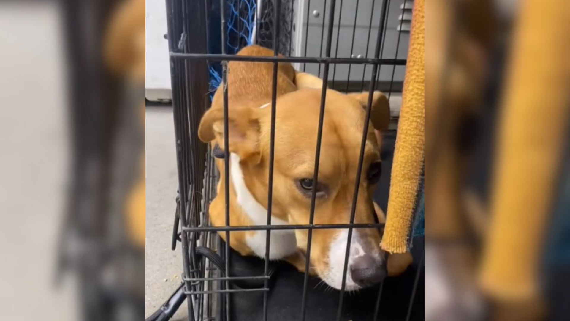 orange dog in a kennel