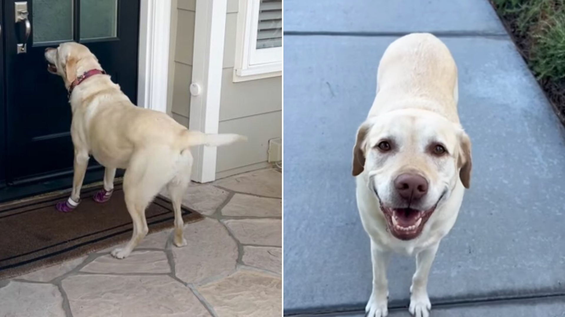 dog in front of a house door
