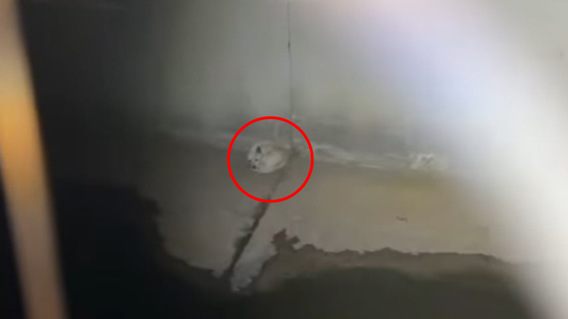 dog trapped in canal