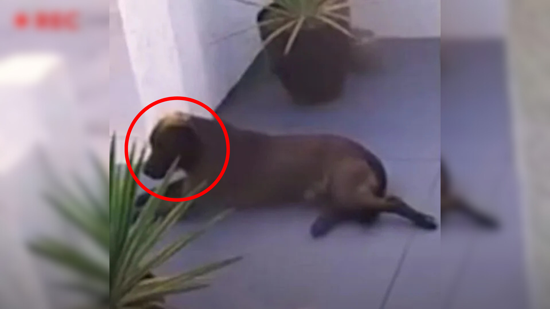 dog waiting on porch