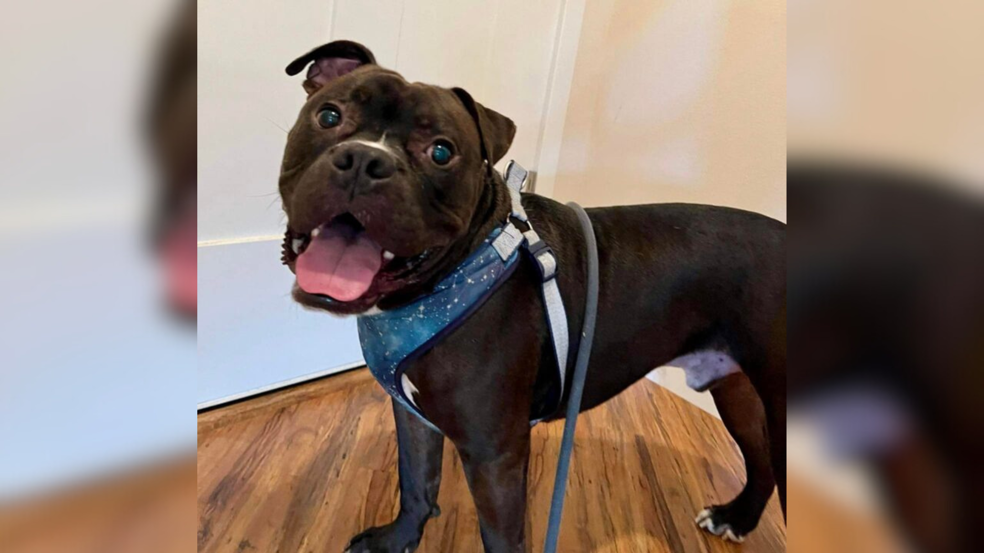 black dog with a cute smile