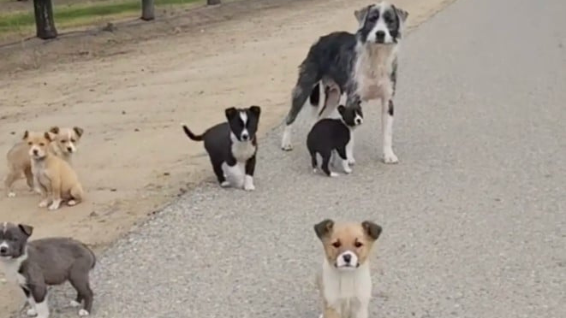 mama dog with puppies