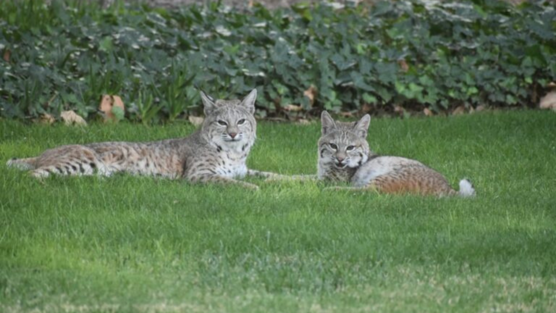 two bobcats on a lawn