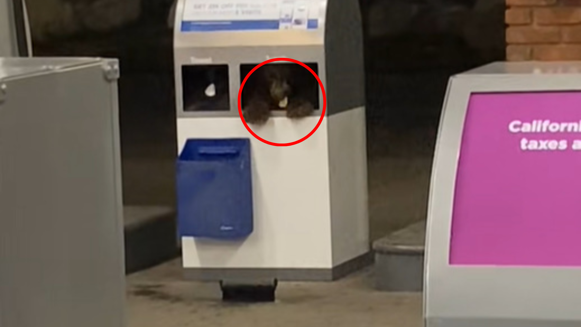 bear inside trash can