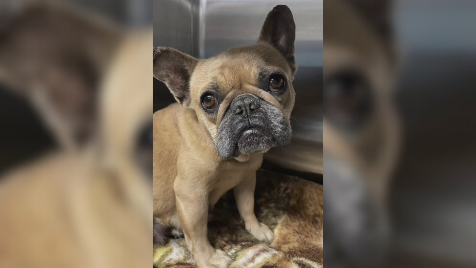 small bull dog in shelter