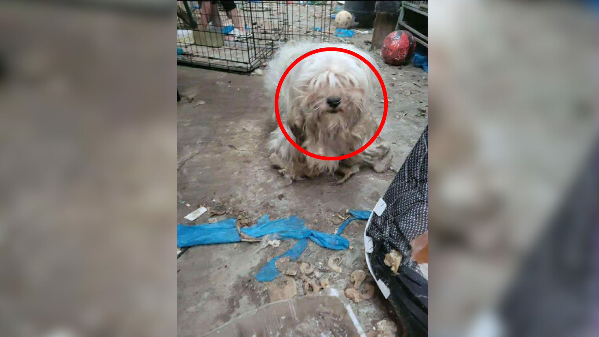 small neglected dog surrounded by trash