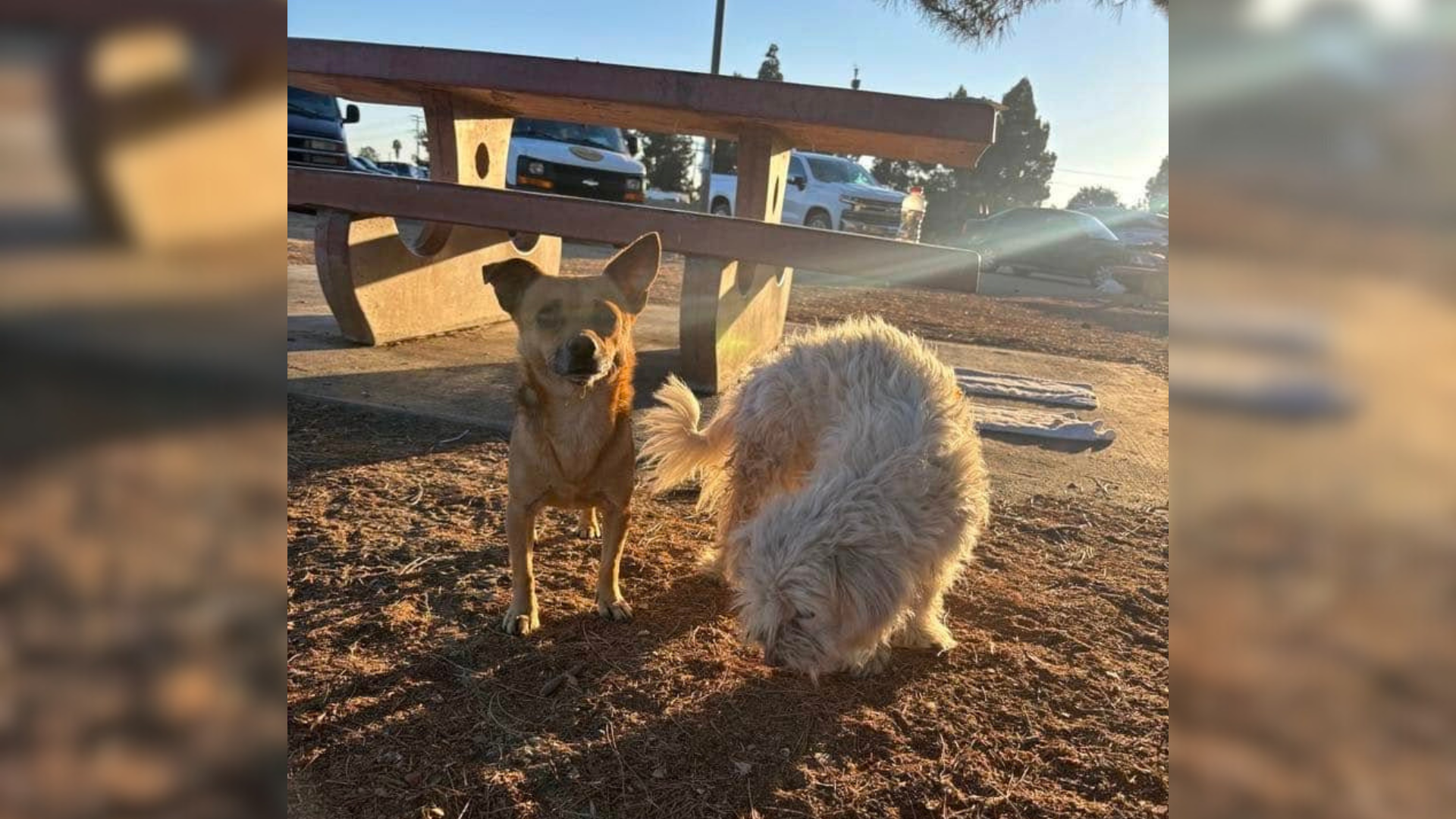 two small dogs in a park