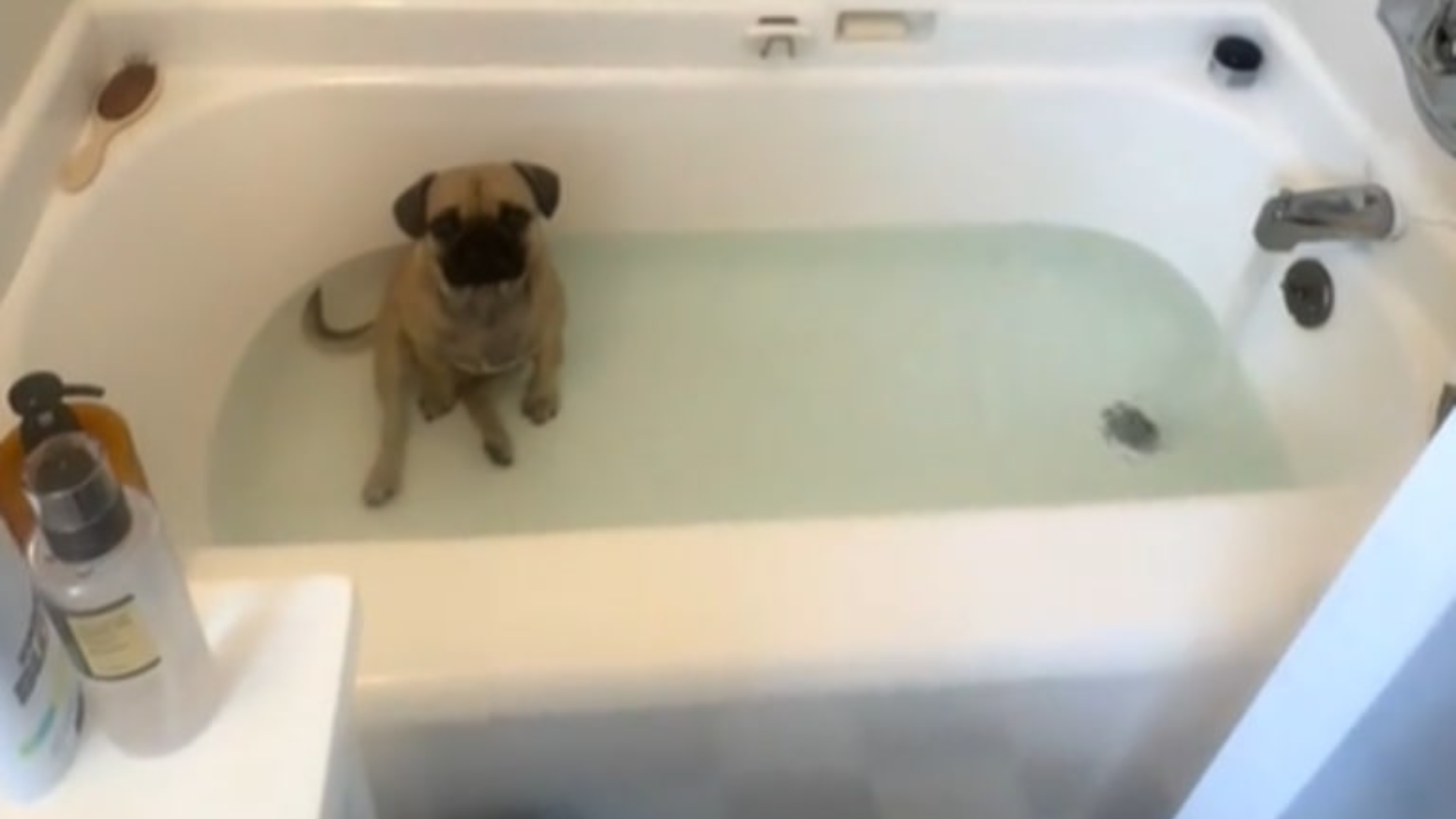 pug in a bathtub