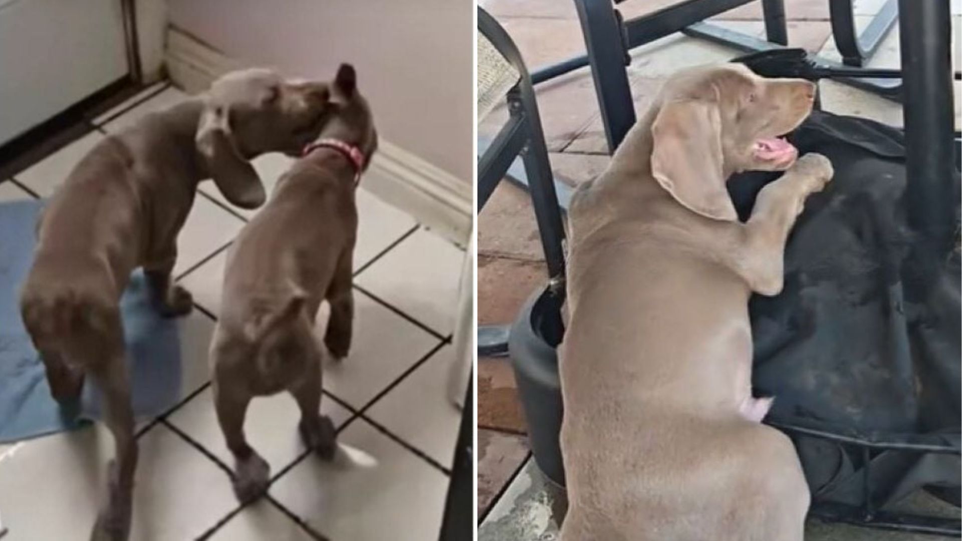 adorable dog in shelter