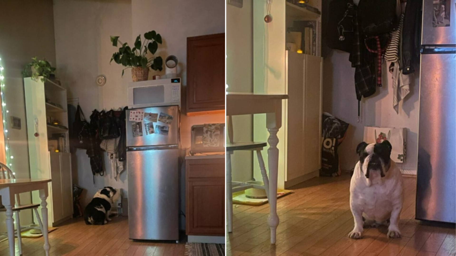 english bulldog in a kitchen