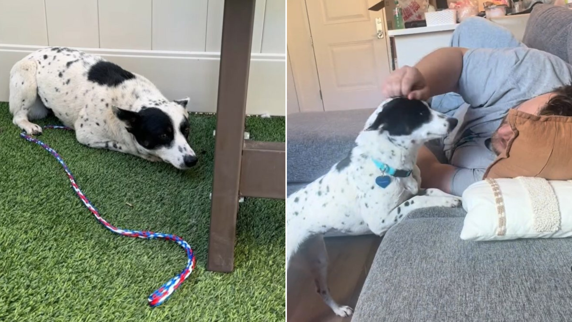 anxious dog transformation