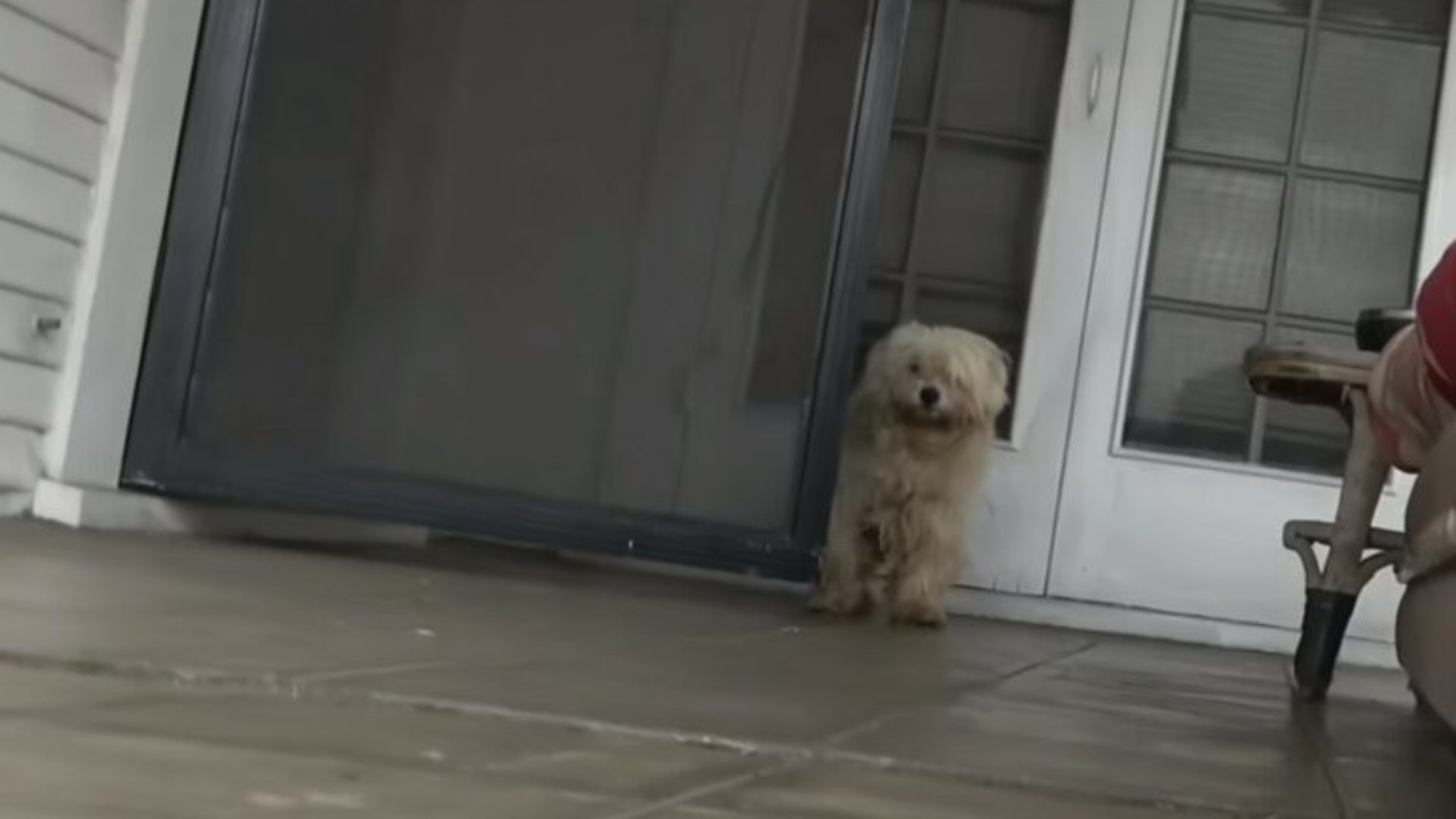 white dog on a porch