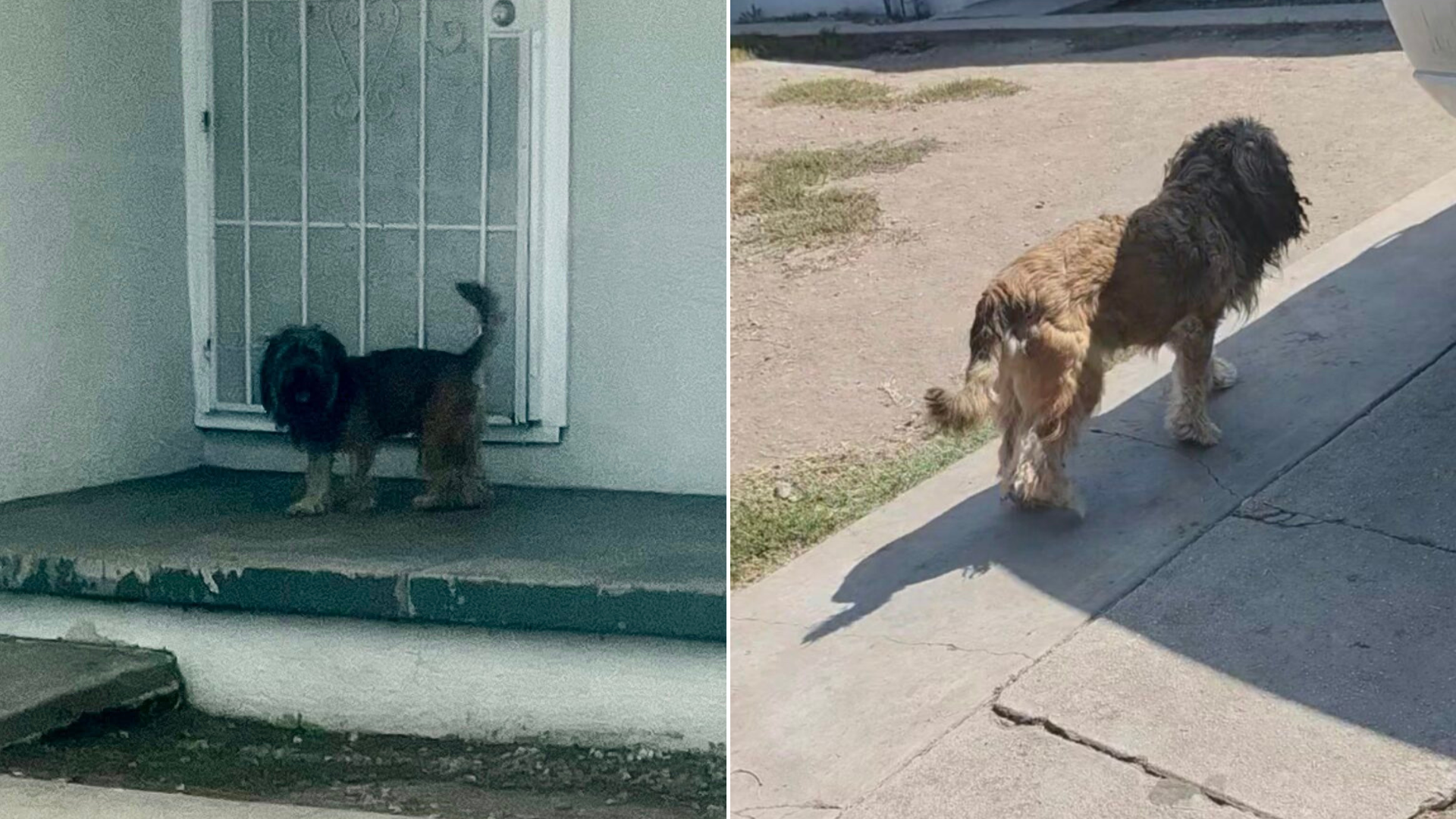 neglected dog outside house