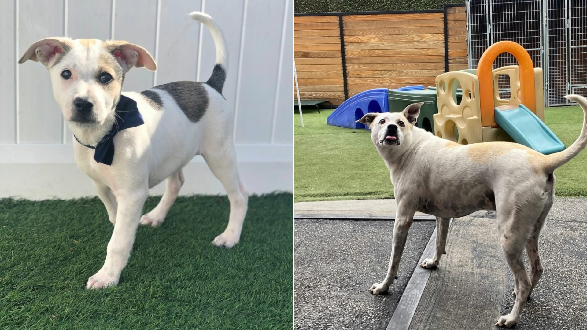 dog before and after