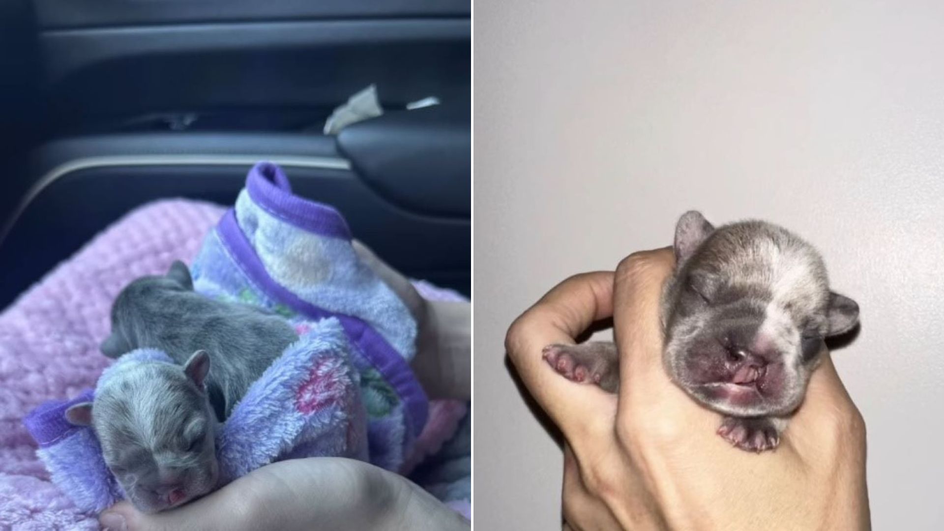 puppy with special needs