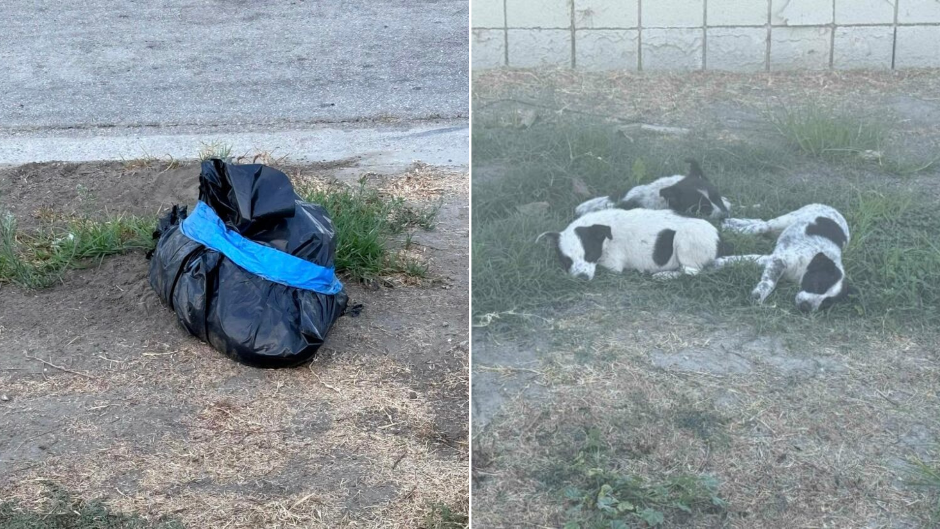 puppies next to black trash bag