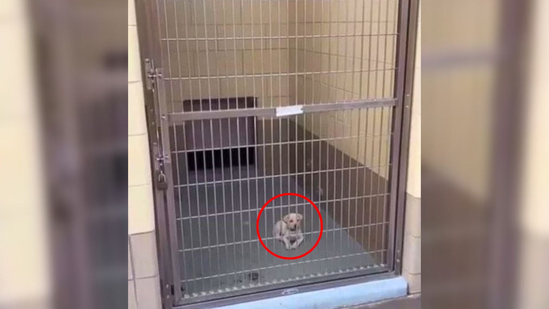 tiny puppy in cell