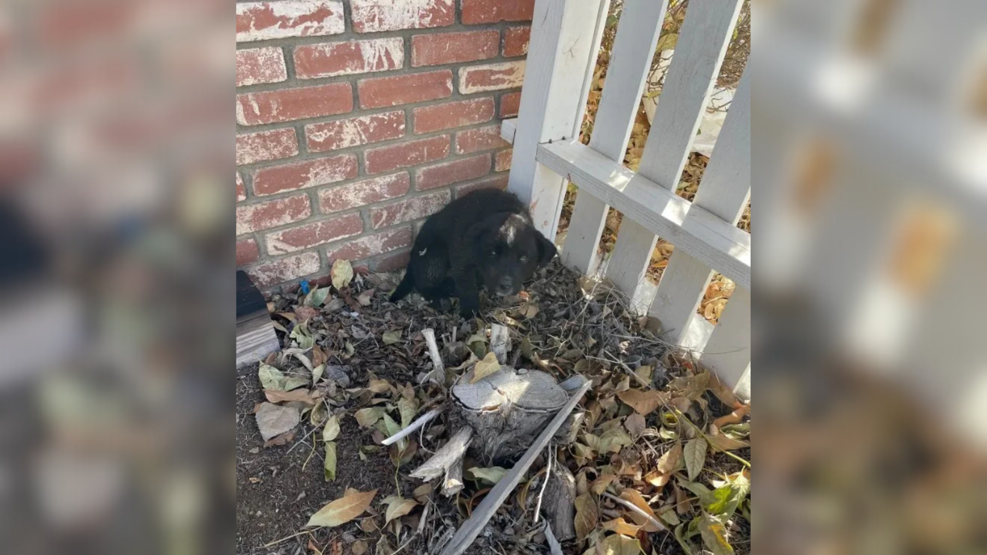 stray dog outside house