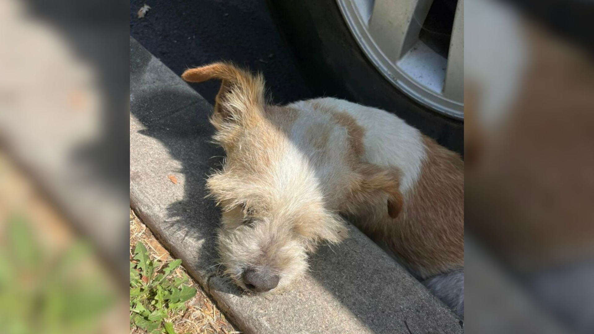 dog lying on curb