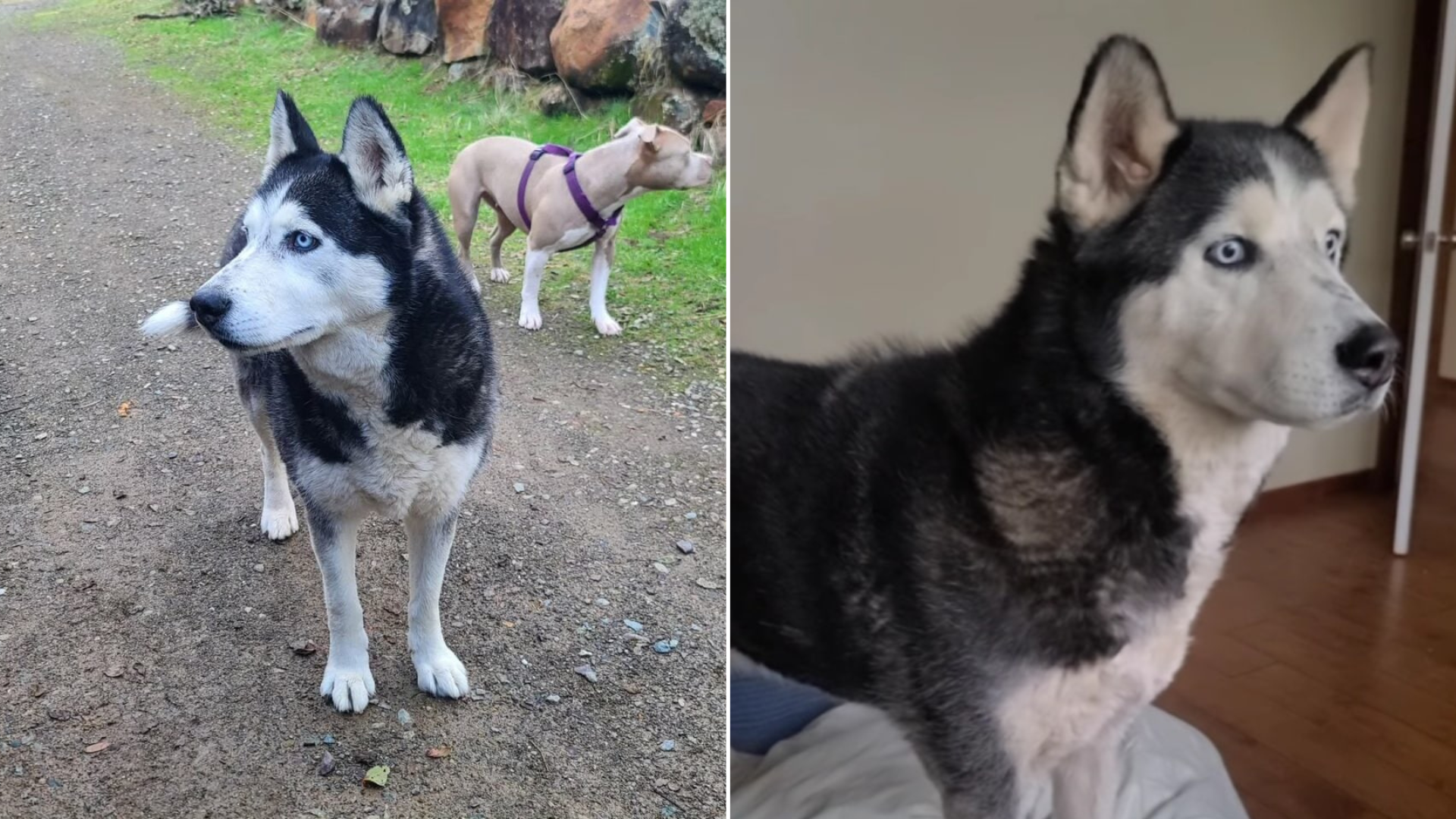 black and white husky dog
