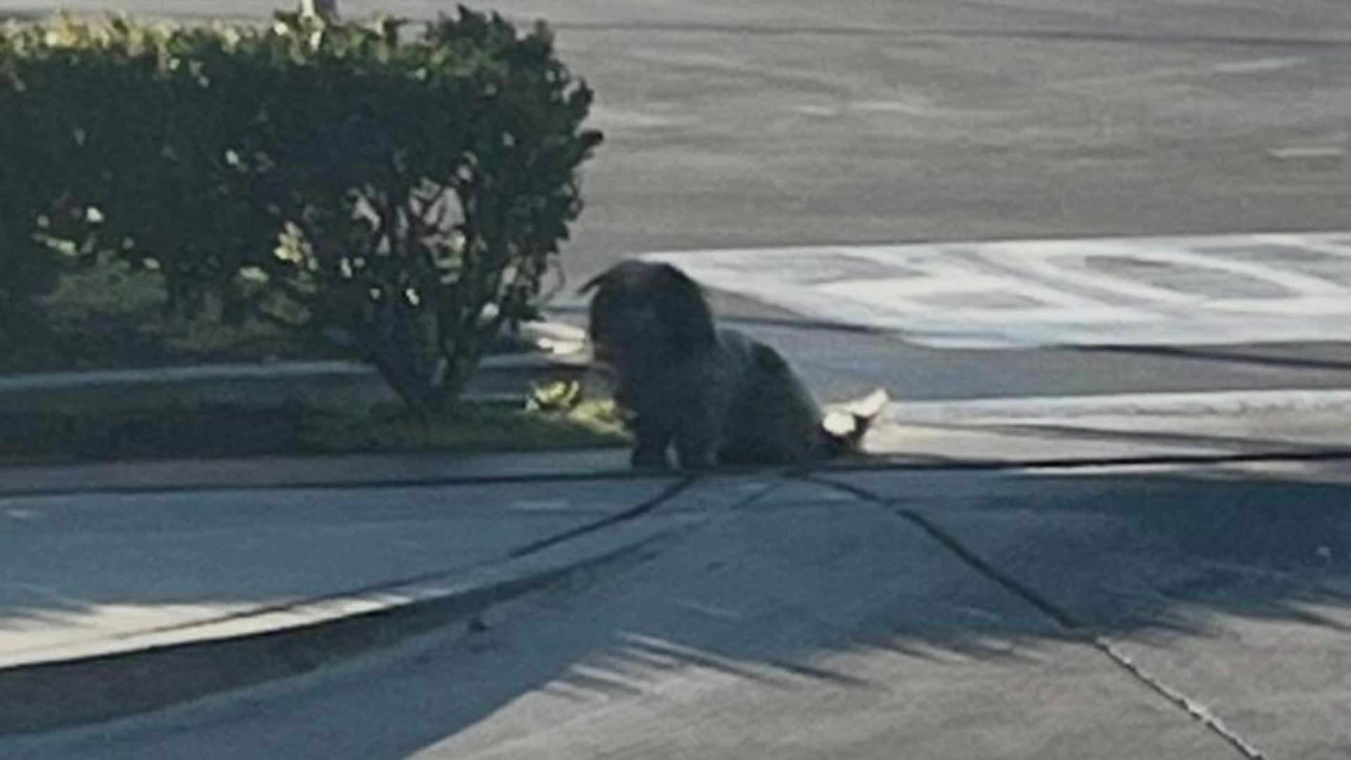 matted dog on the street