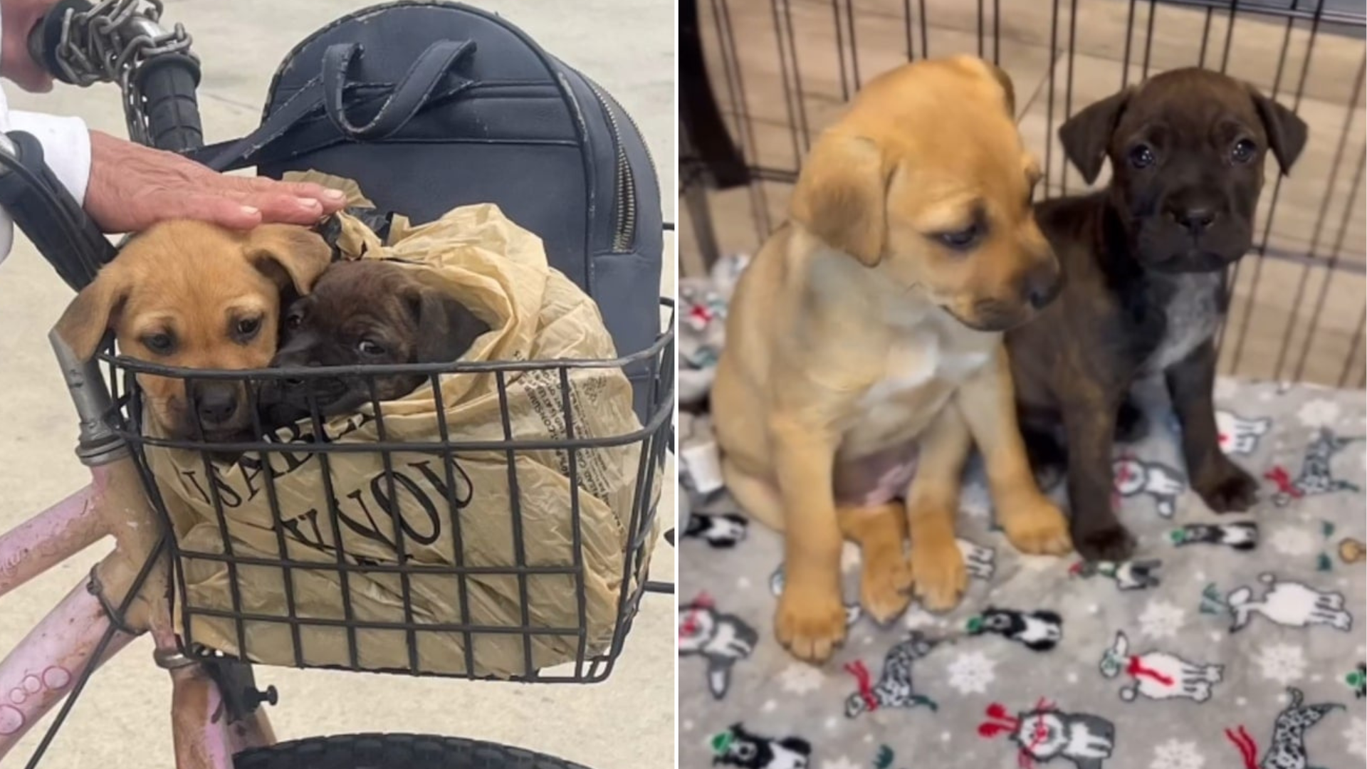 puppies in paper bag