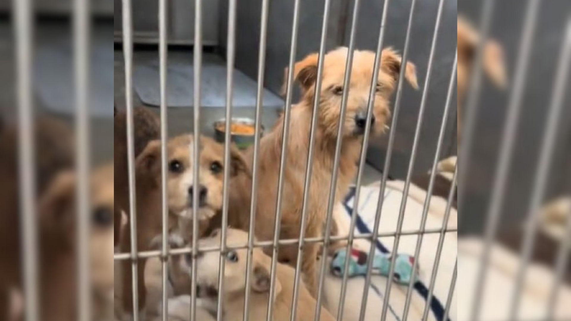 puppies in a cage