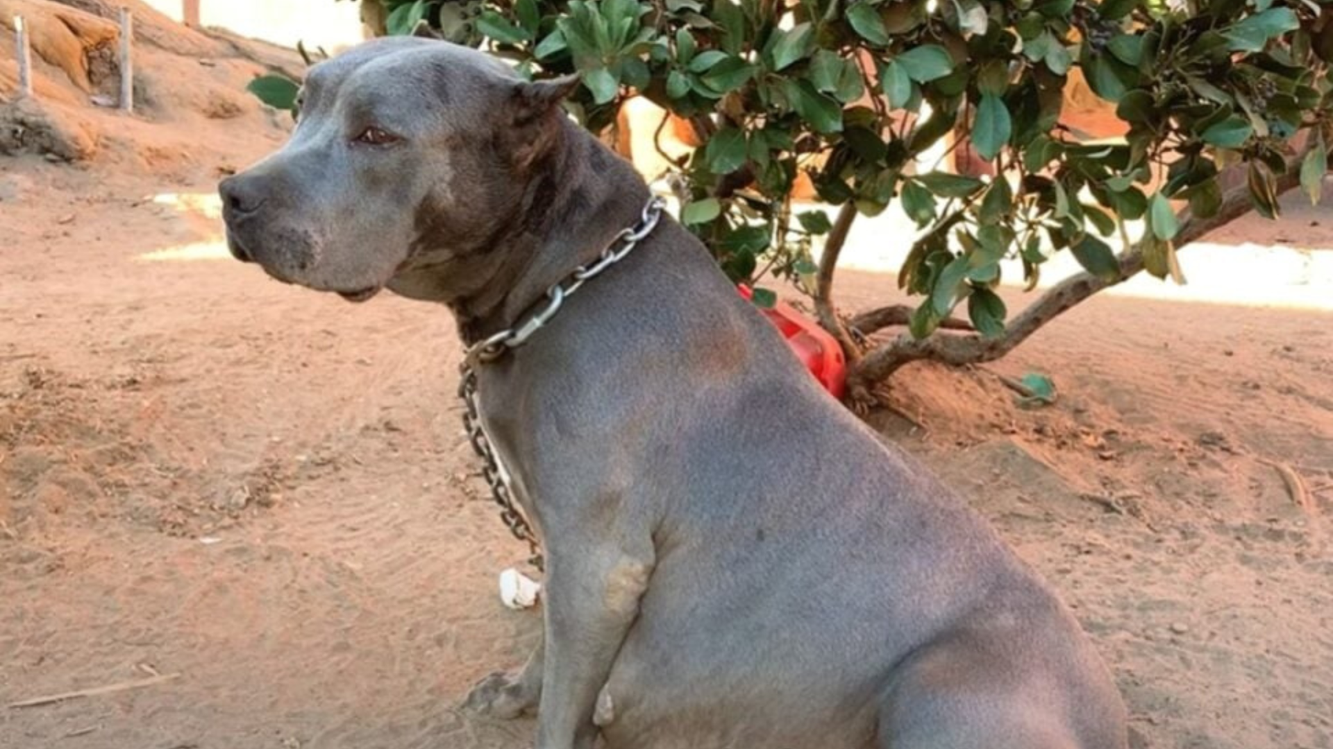 pregnant dog in yard