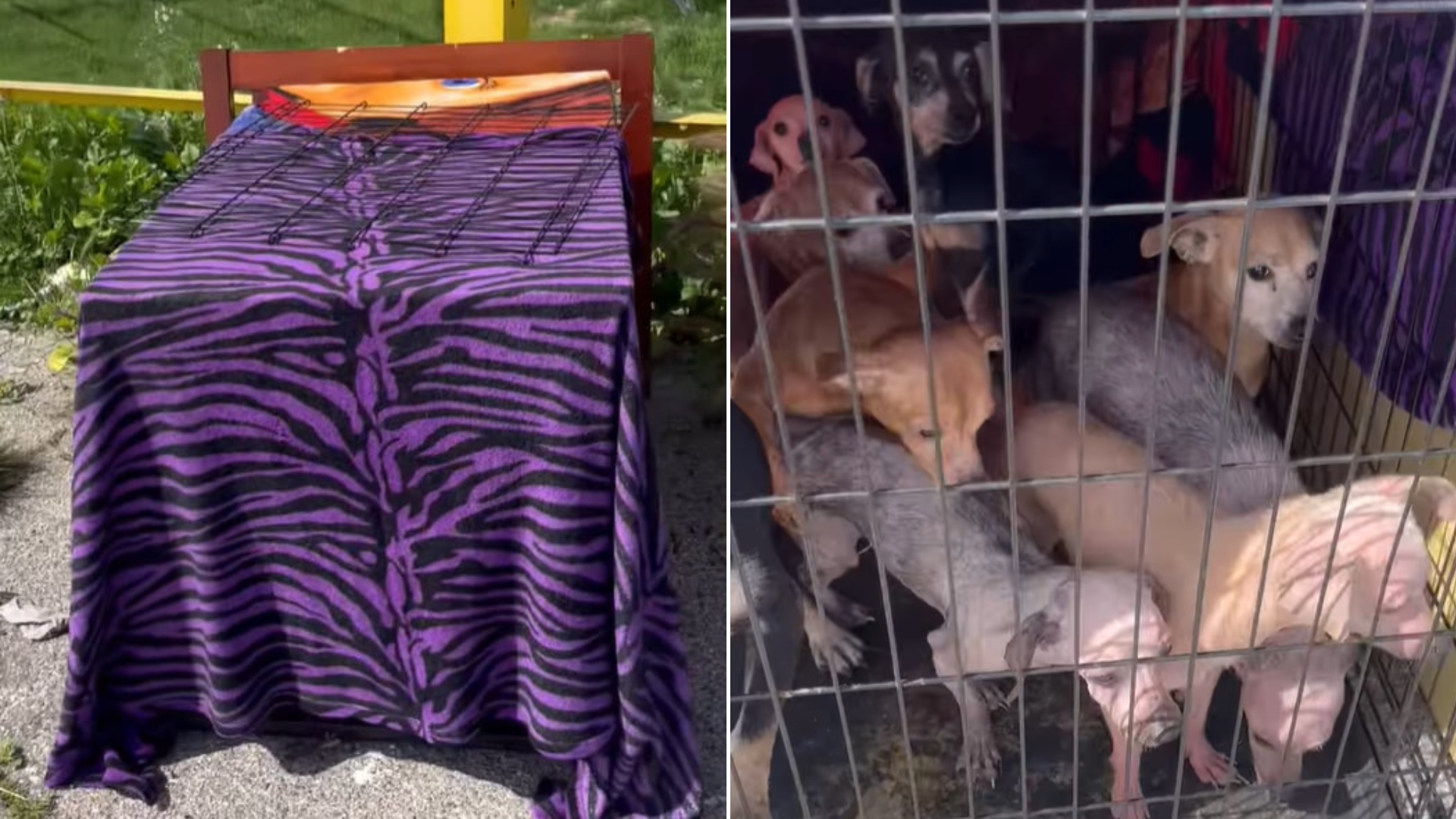 dogs trapped in a cage