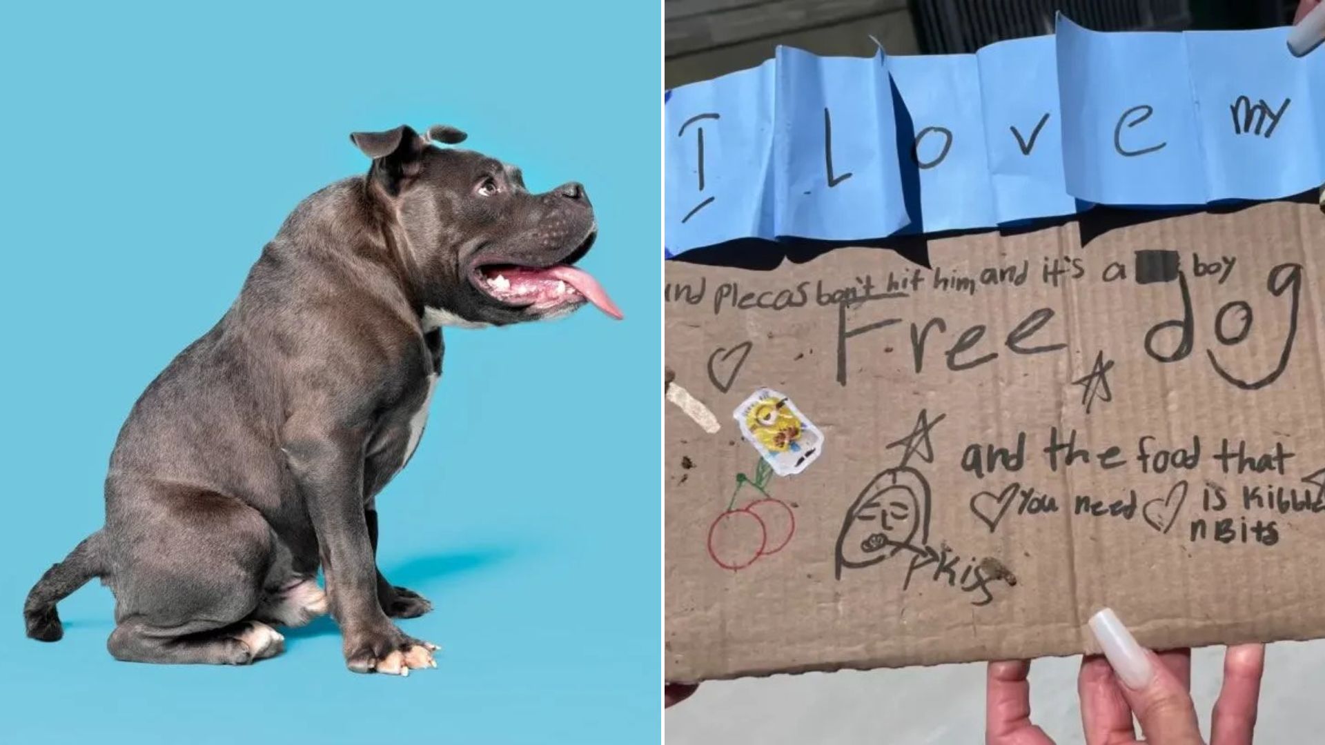 dog with rare condition