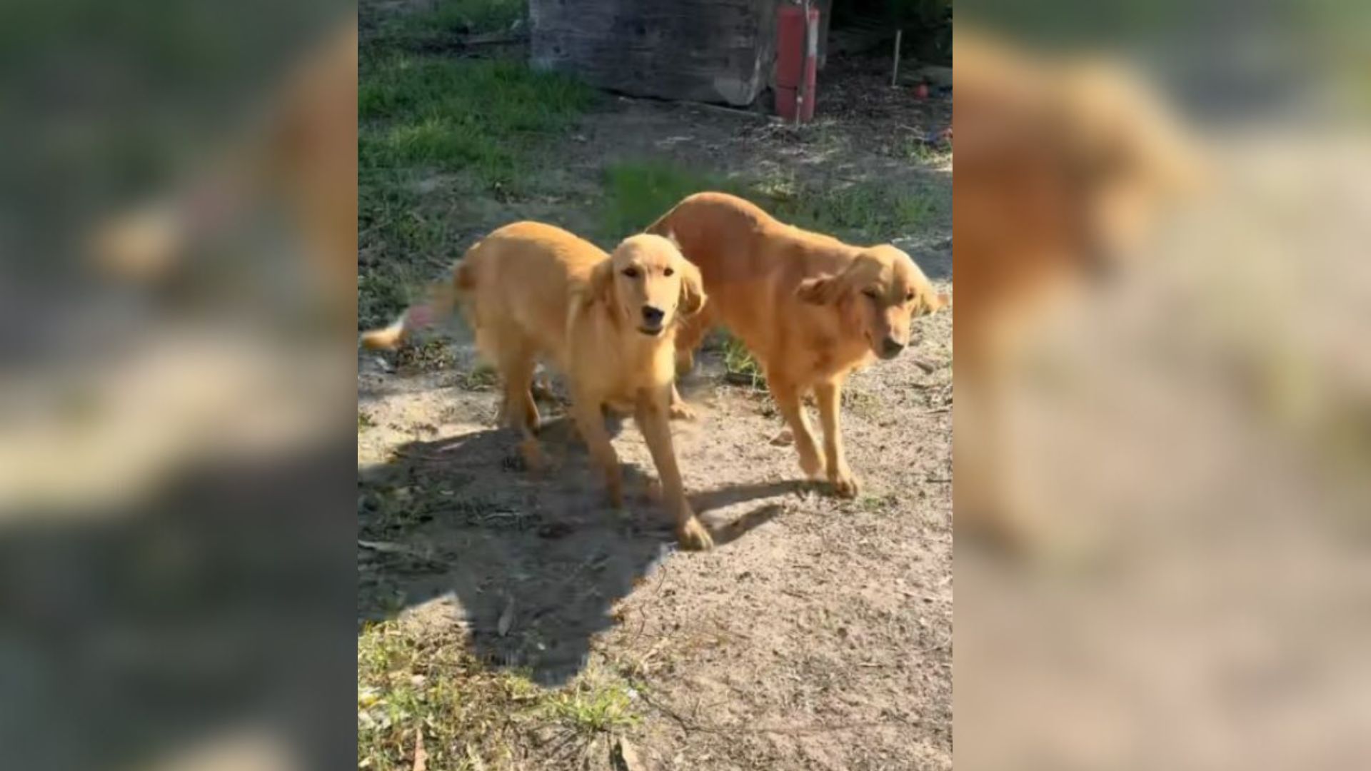 two Golden Retrievers
