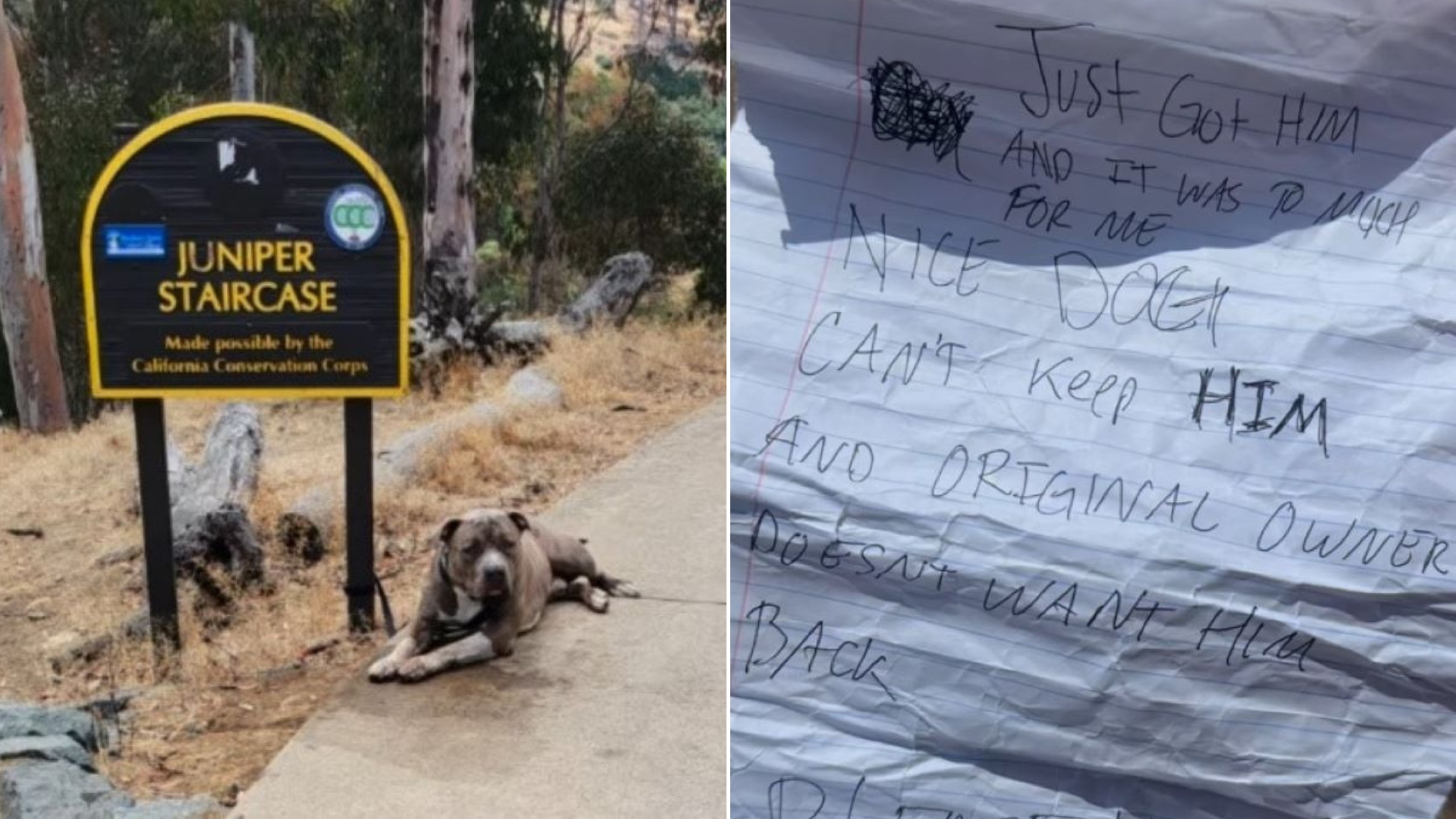 dog tied to signpost