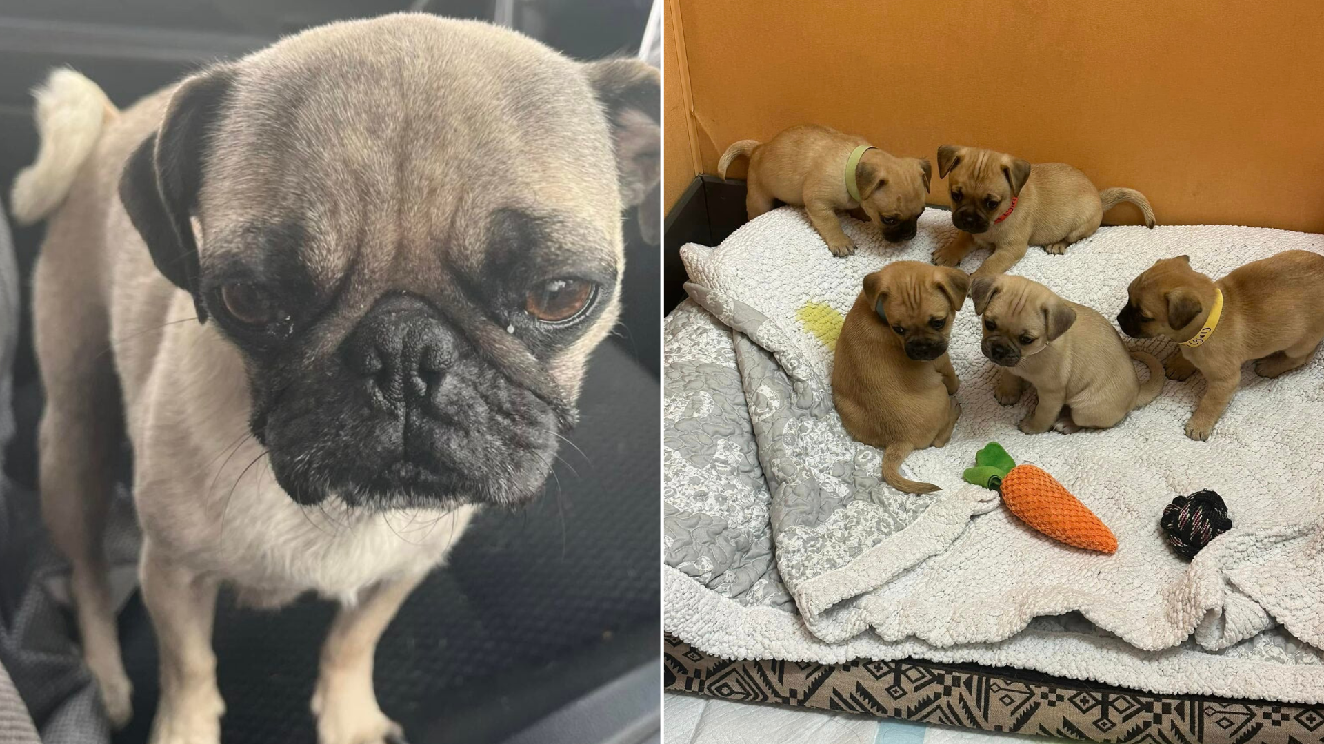 pug mama dog and puppies