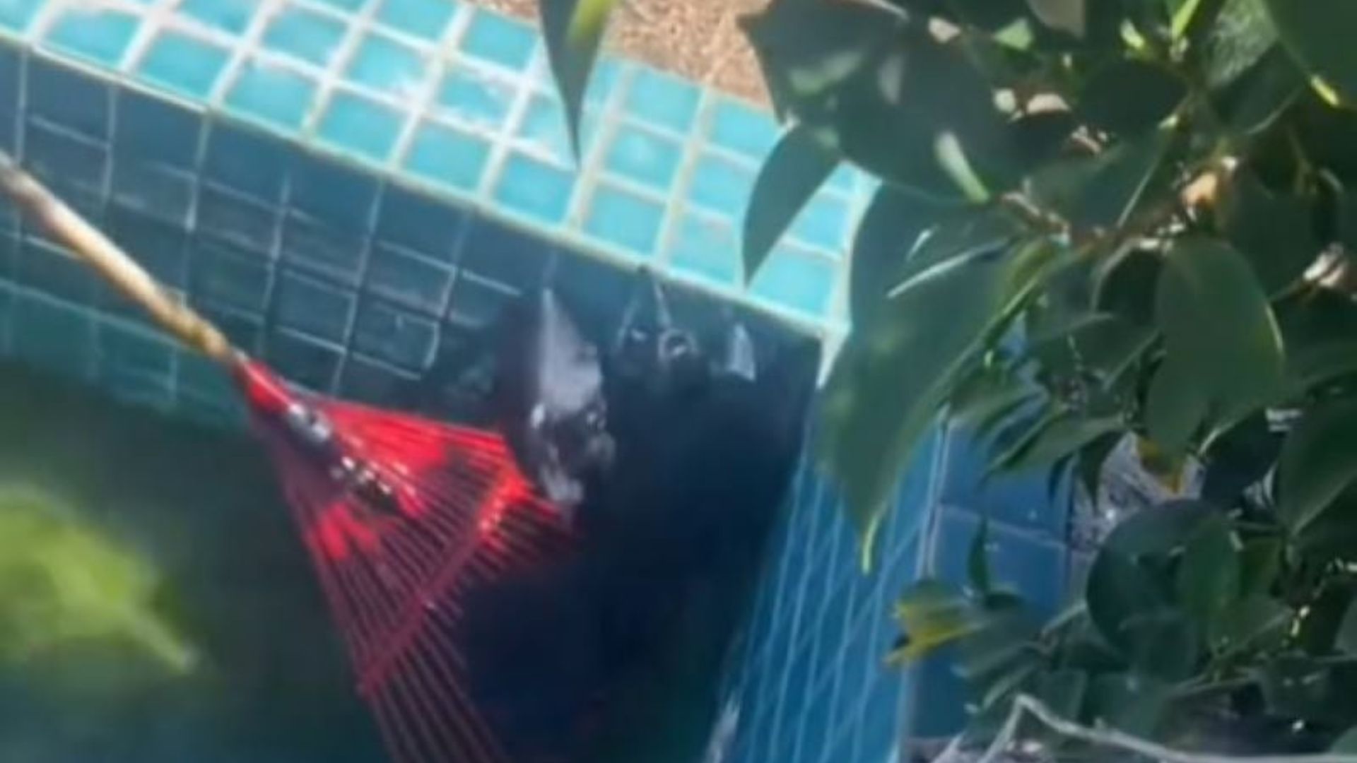 crow in pool