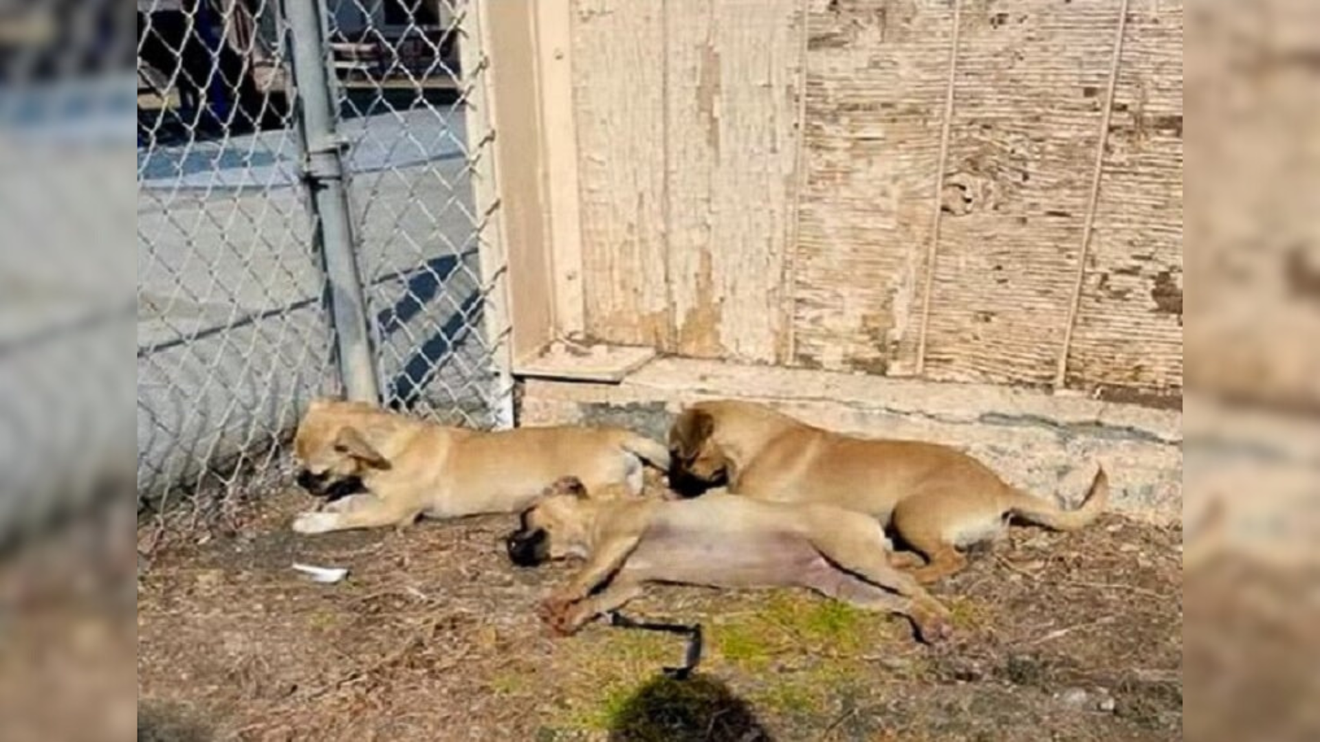 three puppies outdoors