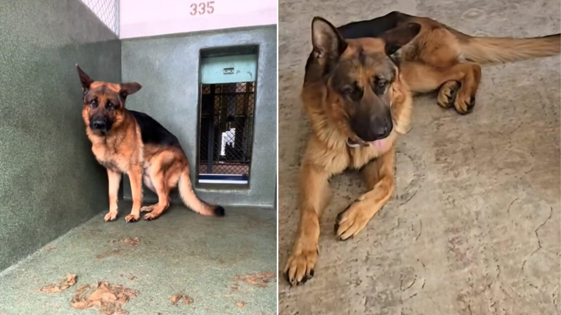 scared dog in shelter