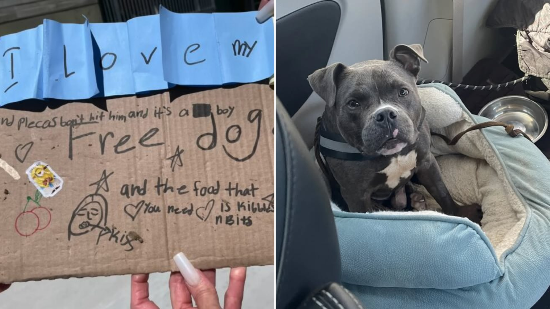 dog abandoned with note