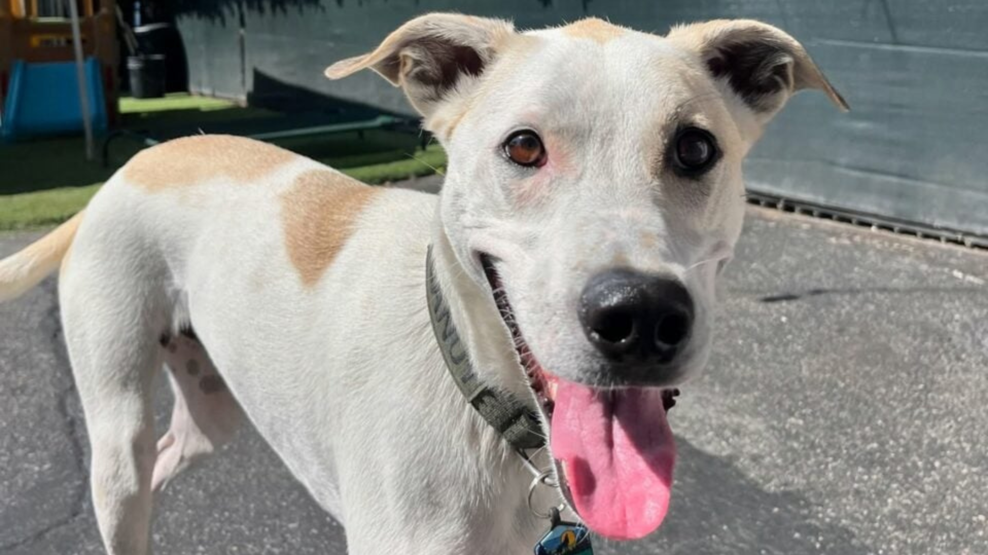 white dog with tongue out