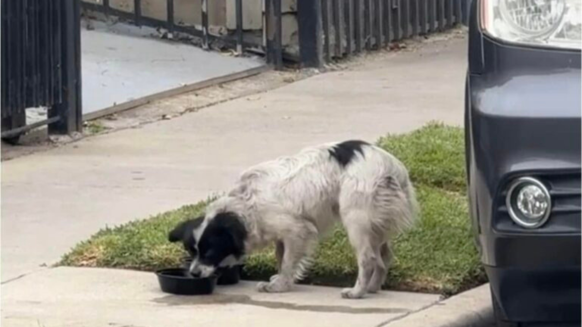 stray dog in the street