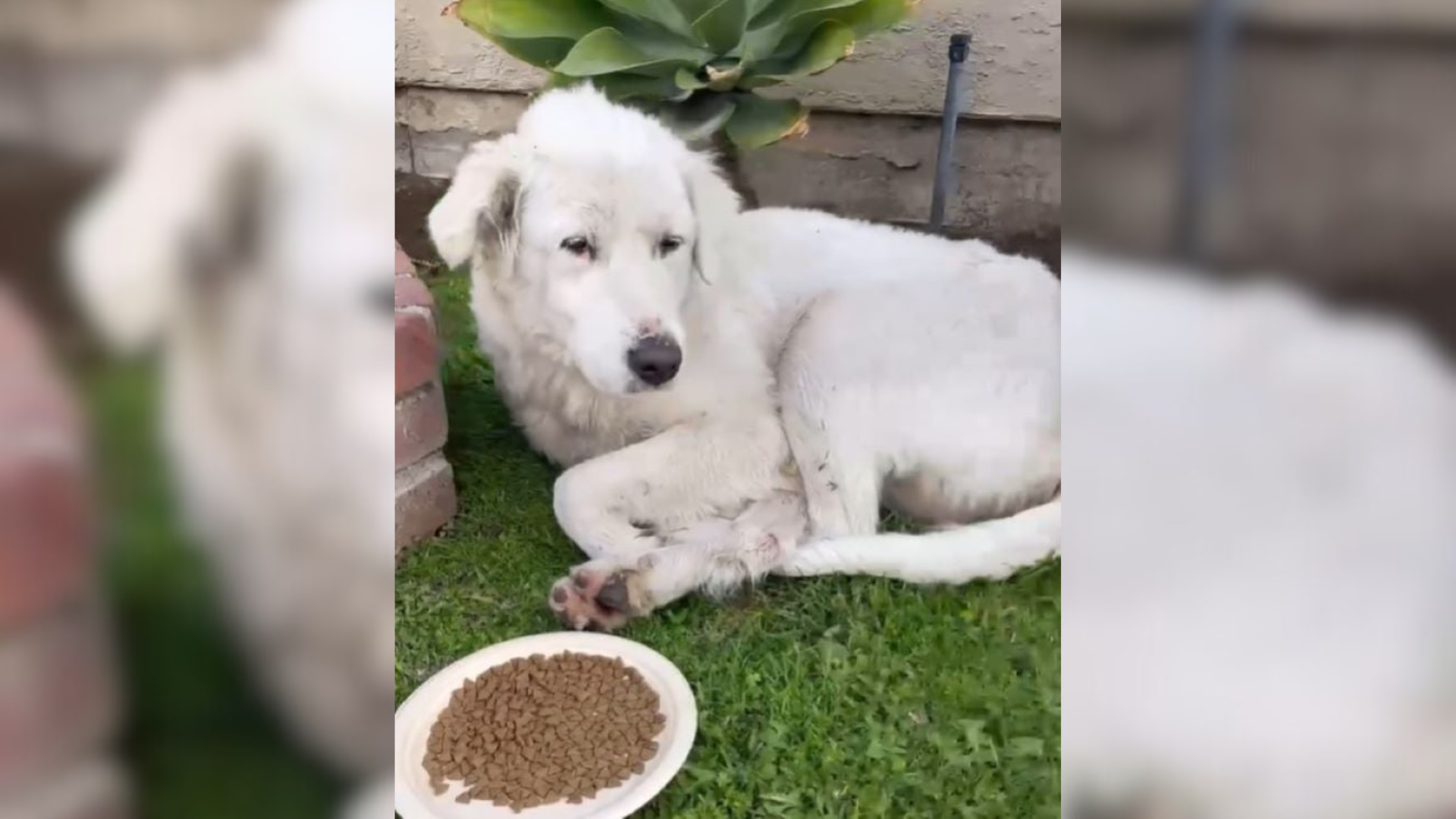 white dog with bowl of food
