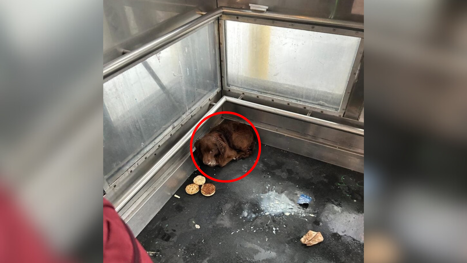 dog sleeping in elevator