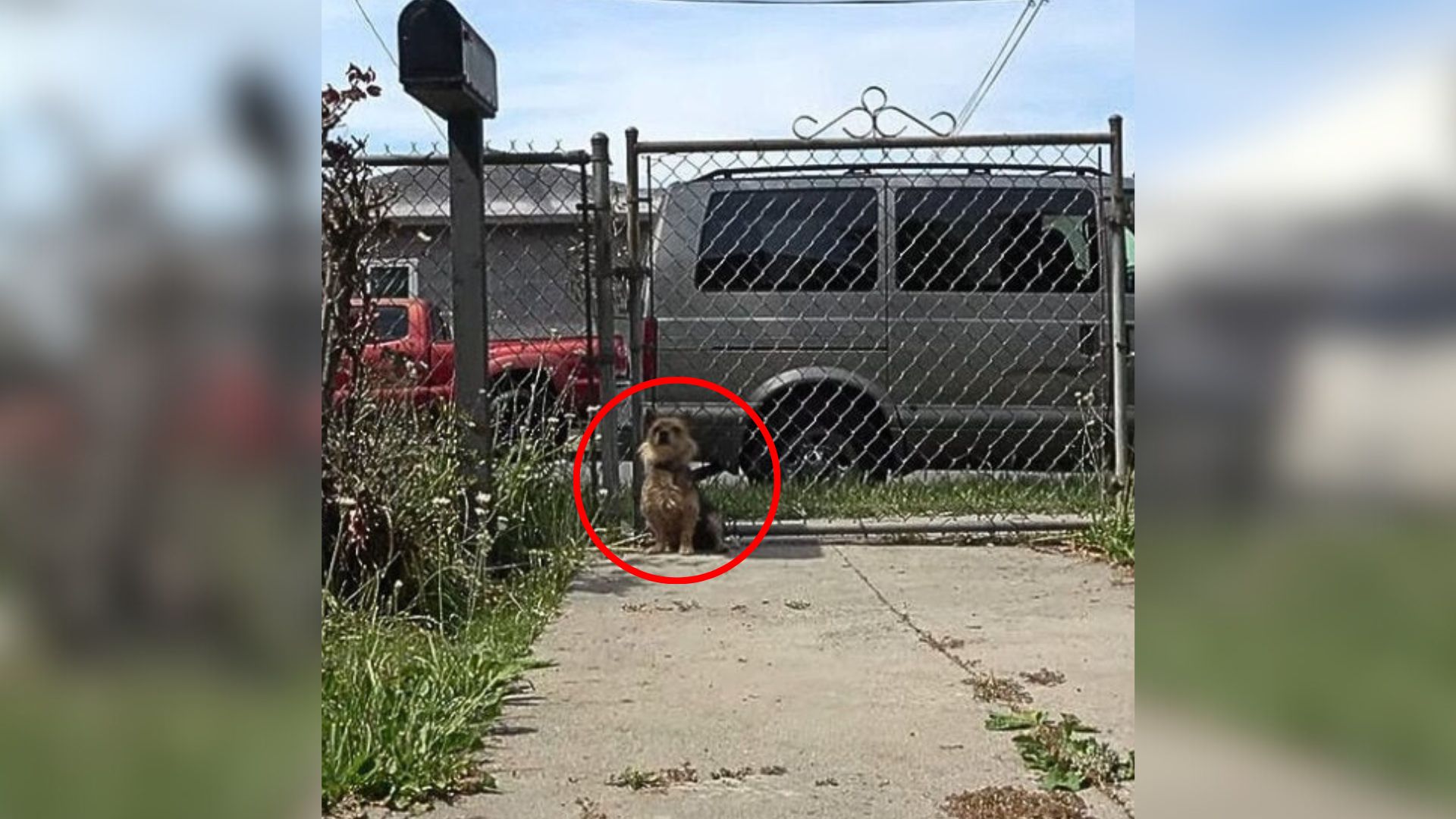 stray dog sitting down