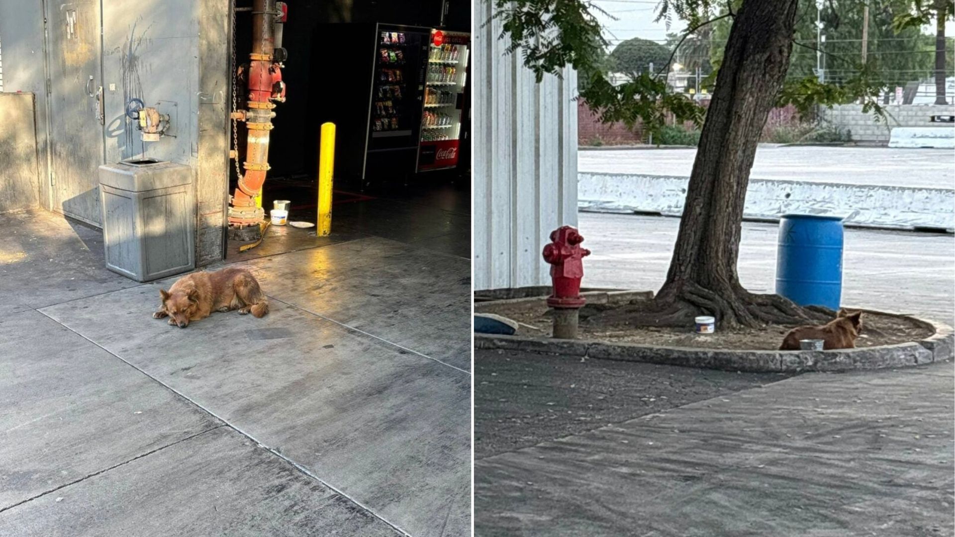 stray dog on street