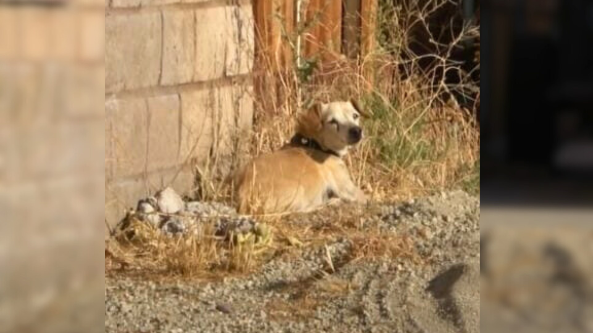 stray dog in a dirty street