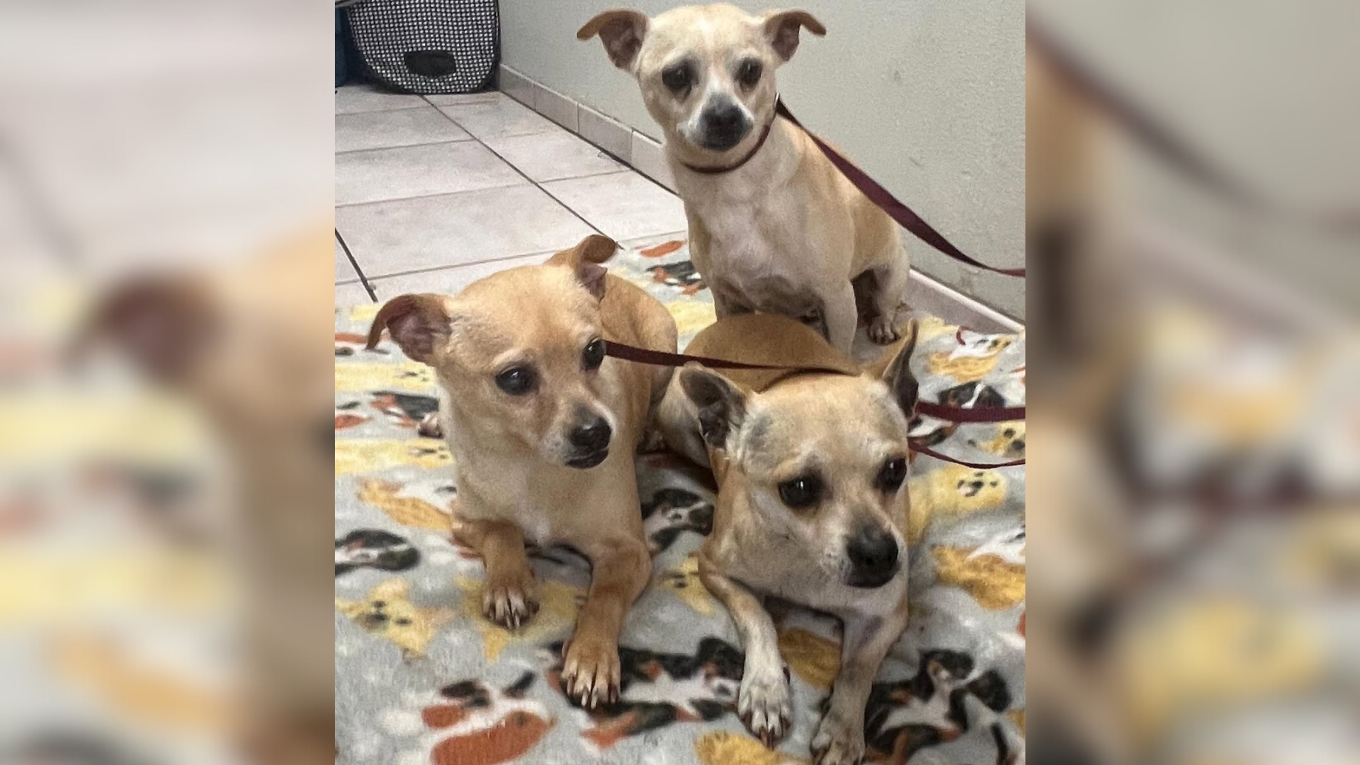 mother dog with seven puppies