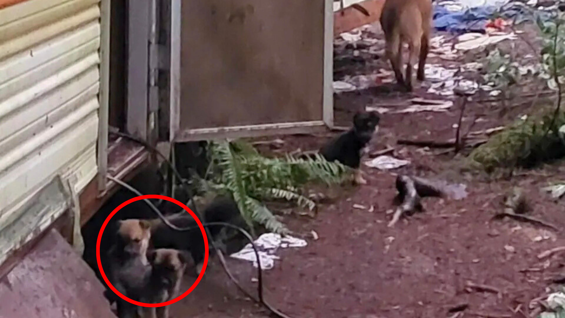 puppies under abandoned trailer