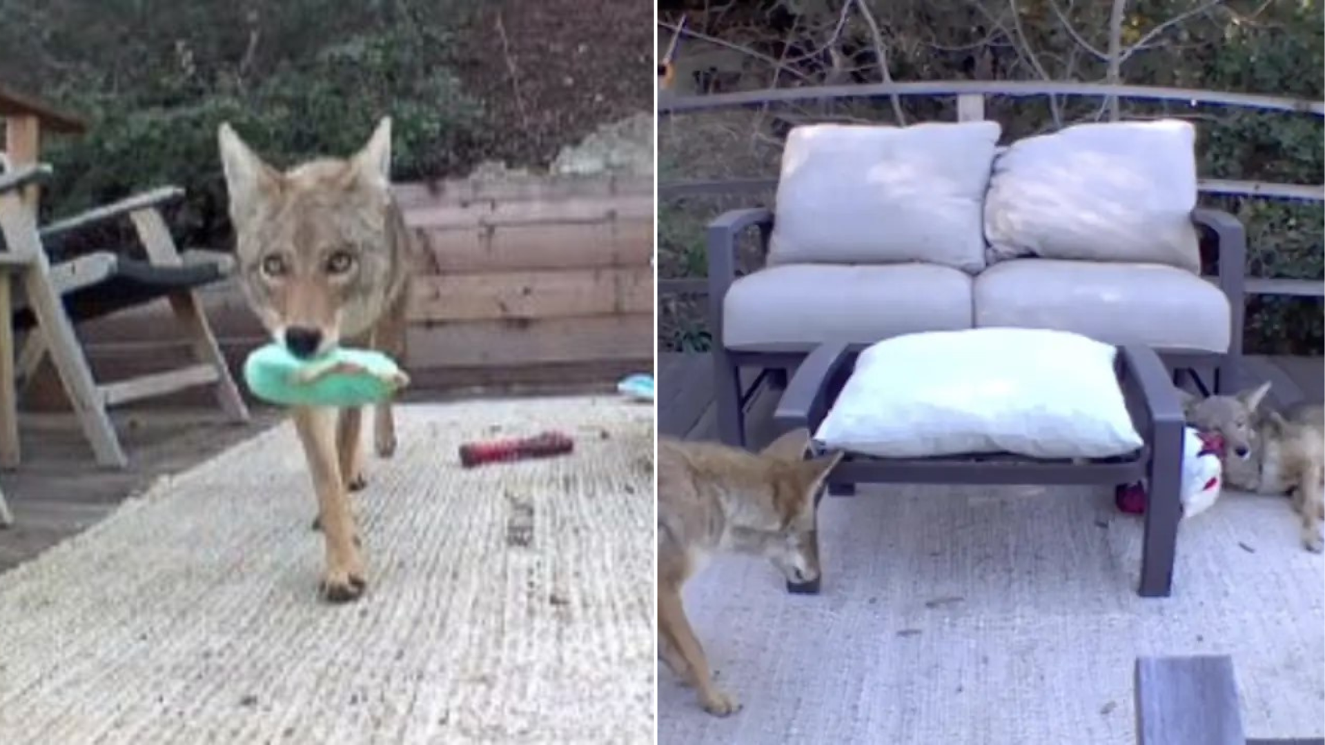 coyote with dog toy