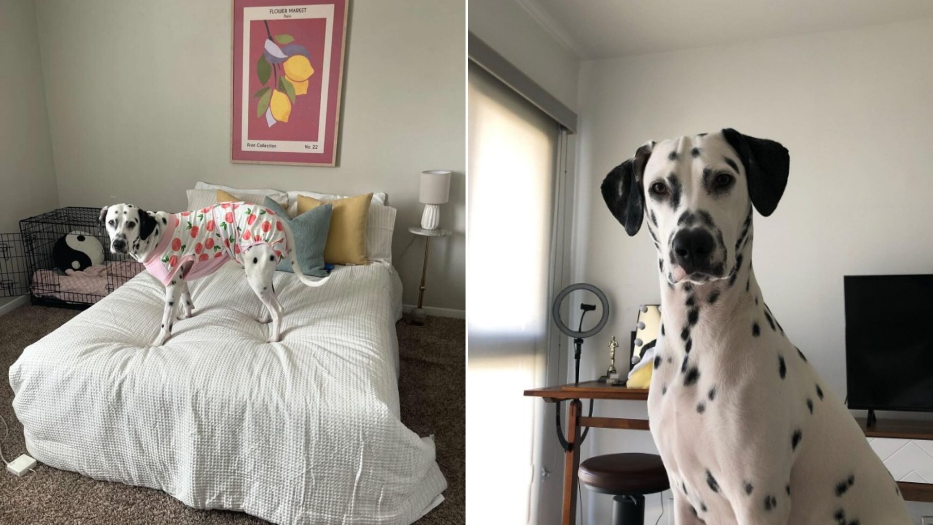 senior Dalmatian in house