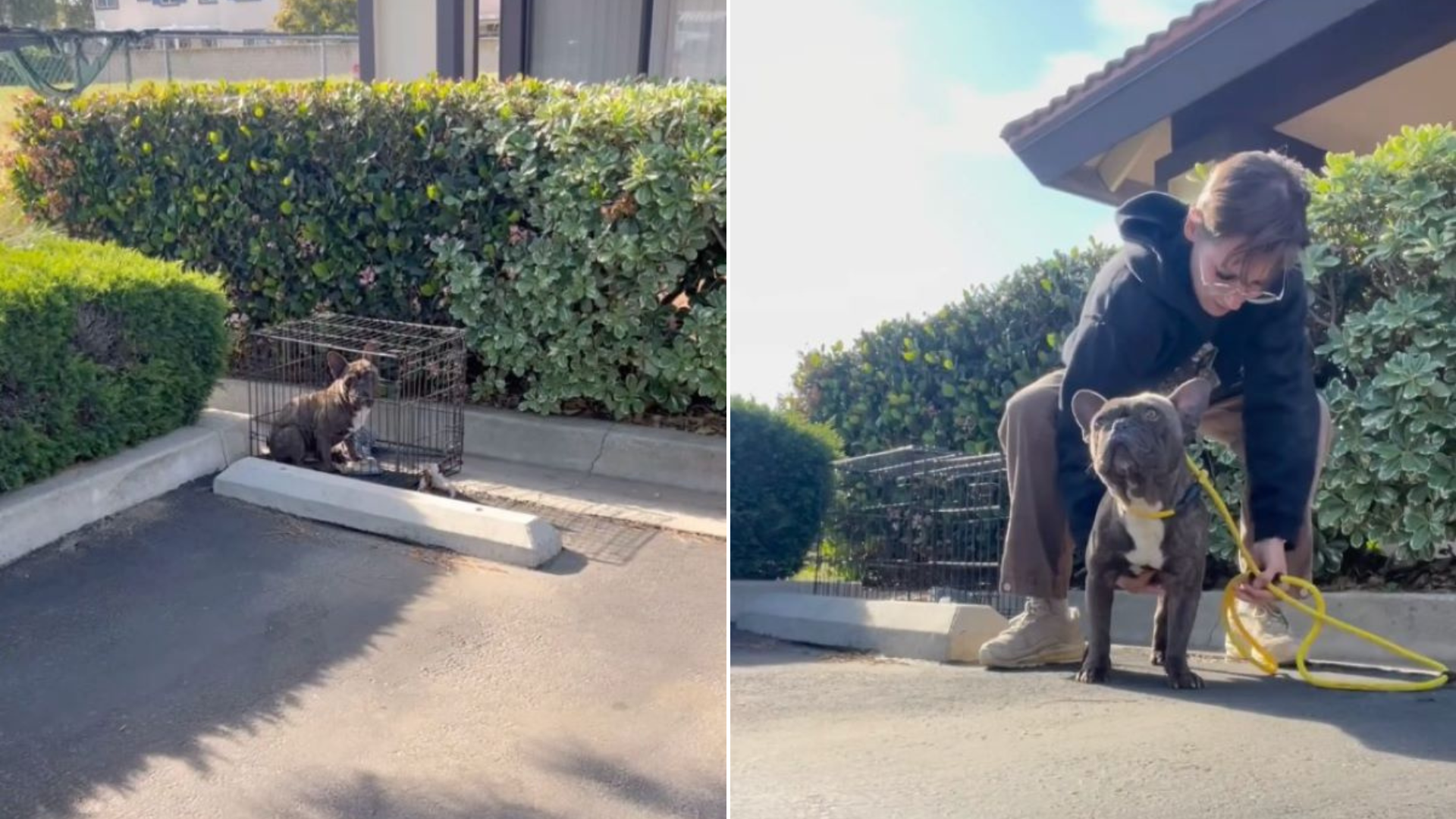 dog abandoned in crate