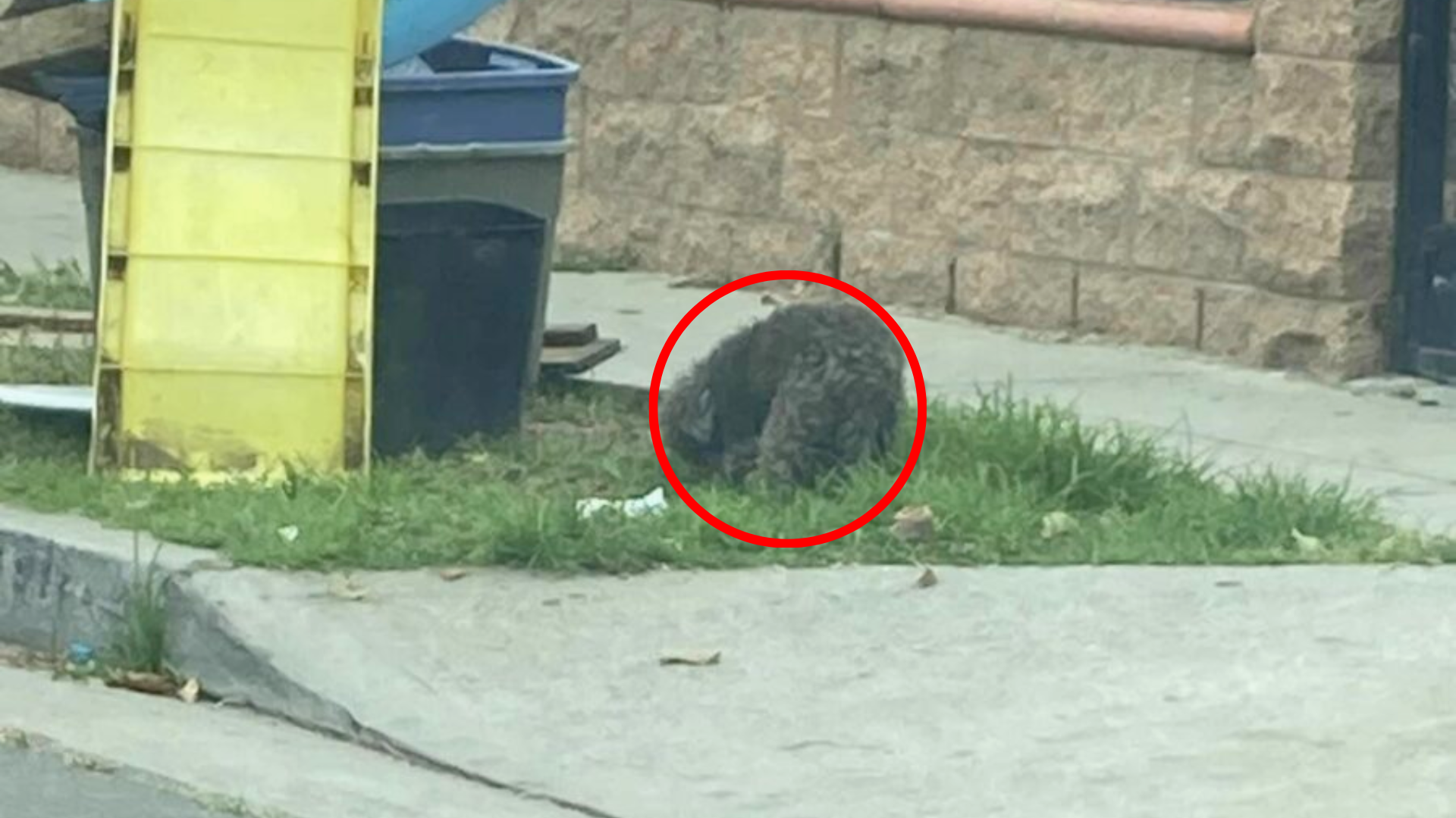 matted dog near trash can